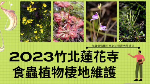 蓮花寺濕地食蟲植物棲地維護4月場