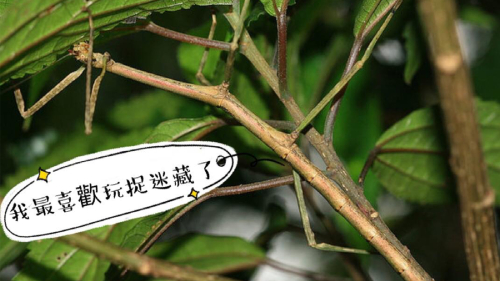 昆蟲動物零距離觀察課-二月場