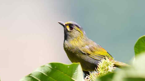 瑞里賞鳥賞螢自然行