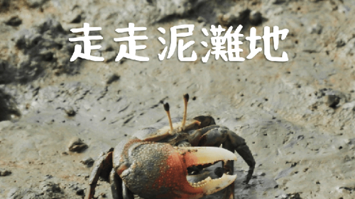 走走泥灘地