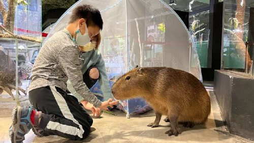 與水豚共眠~夜宿昆蟲館