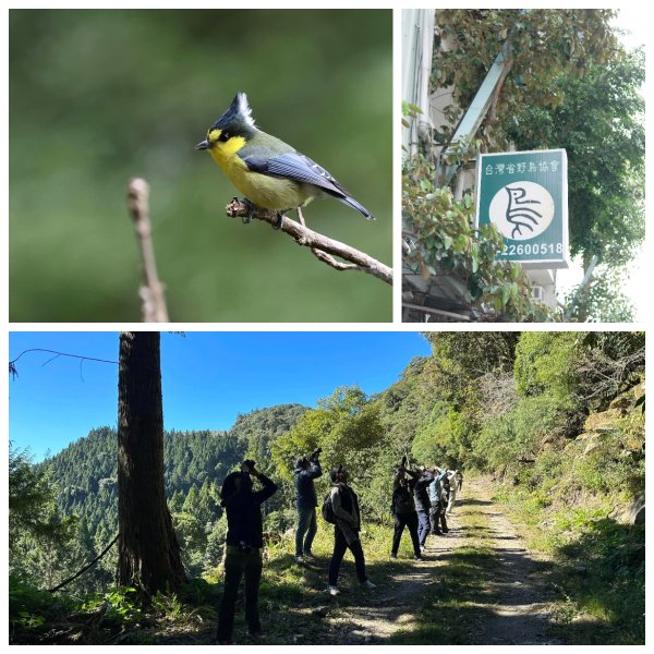 從一隻黃山雀開始，到城市裡的守護行動